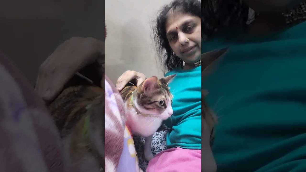 Cute Cat daily routine #catfunny  #catlovers #catplaying 