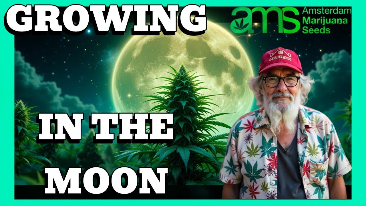 🌕🌿 Growing Marijuana with the Lunar Calendar ✨🪴