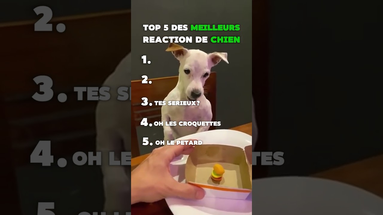 Top 5 des r&eacute;action de chien les plus dr&ocirc;le 🤣