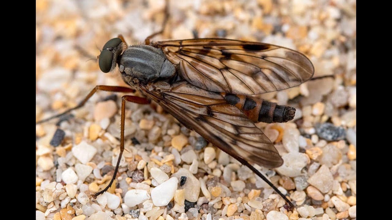 Tying a CDC Oak/Stab Flea by Davie McPhail