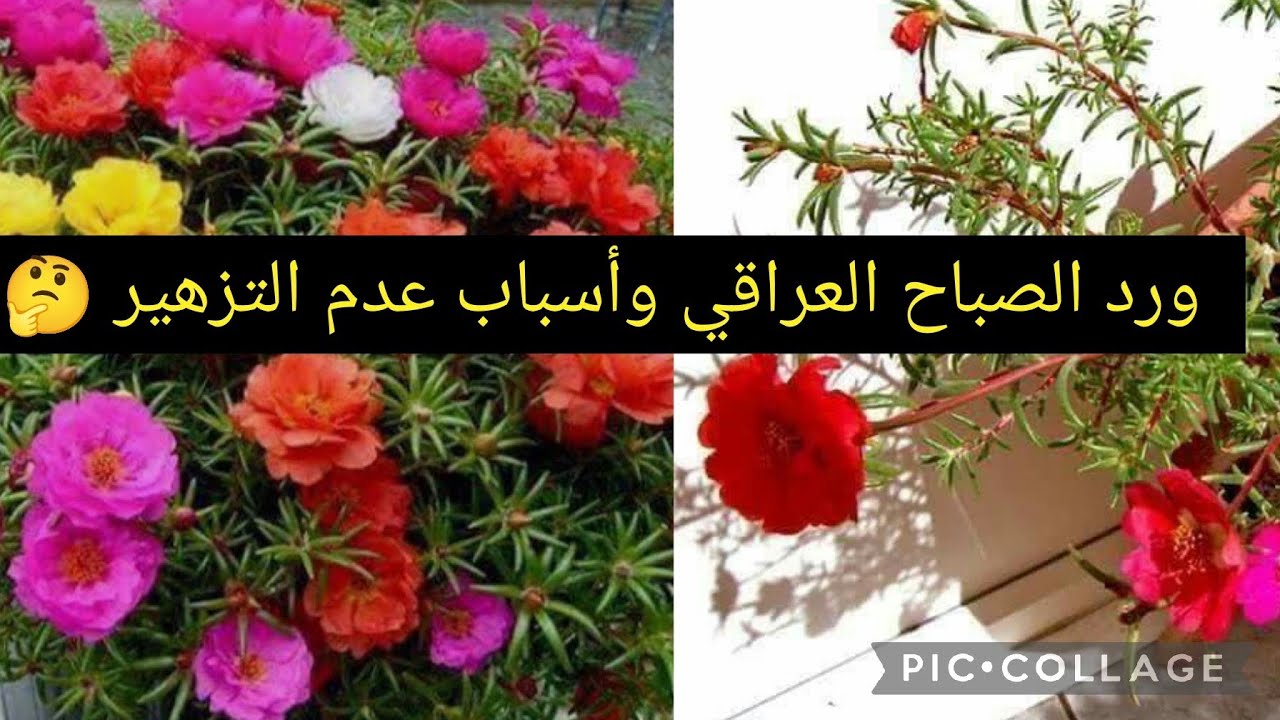 أسباب عدم تزهير ورد الصباح،🤔كيفية تطعيمه☝️ وتقليمه #explore #اكسبلور #plants#العراق