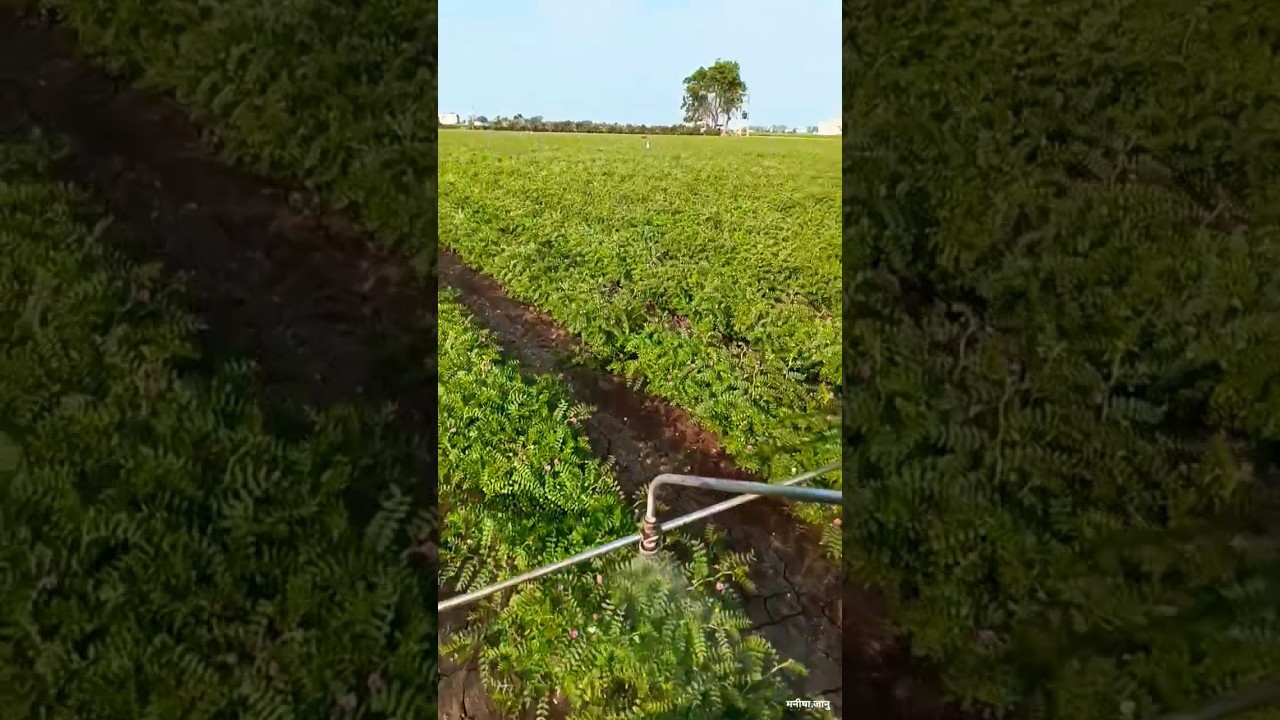 काबुली चने की मालामाल खेती || Kabuli Chana Ki Kheti || Doller Chana Ki Kheti || Chane Ki Kheti ||