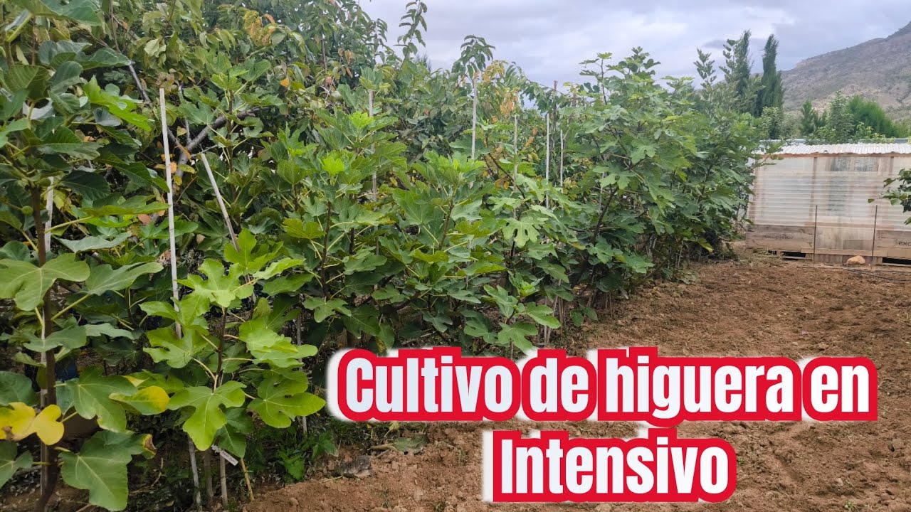 Cultivo de higueras en intensivo.