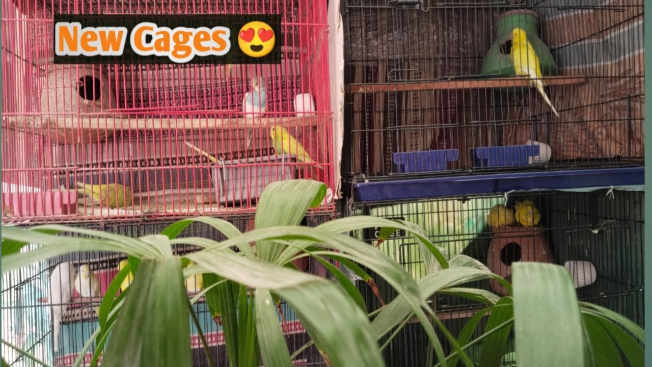 New Cages Alhamdulilah 🥰| Fresh Setup for My Birds 🐦✨”| Must Watch |