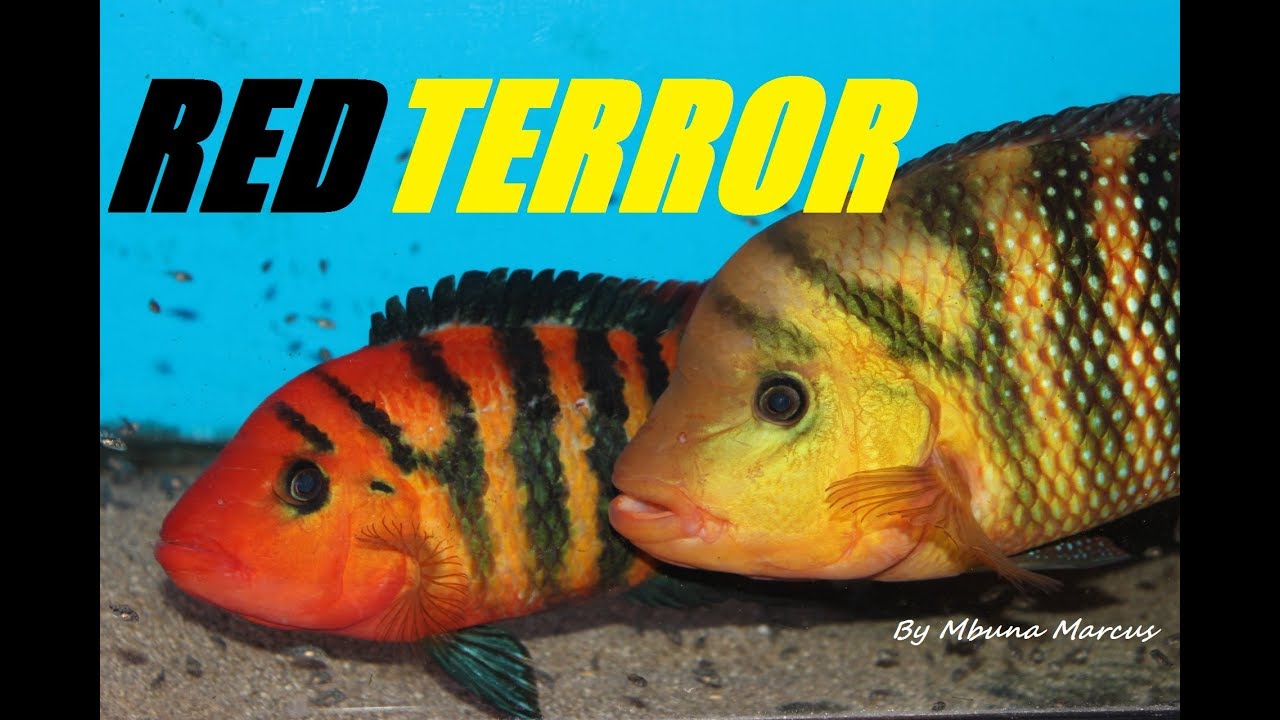 FESTAE CICHLID the NOTORIOUS RED TERROR (Mesoheros festae)