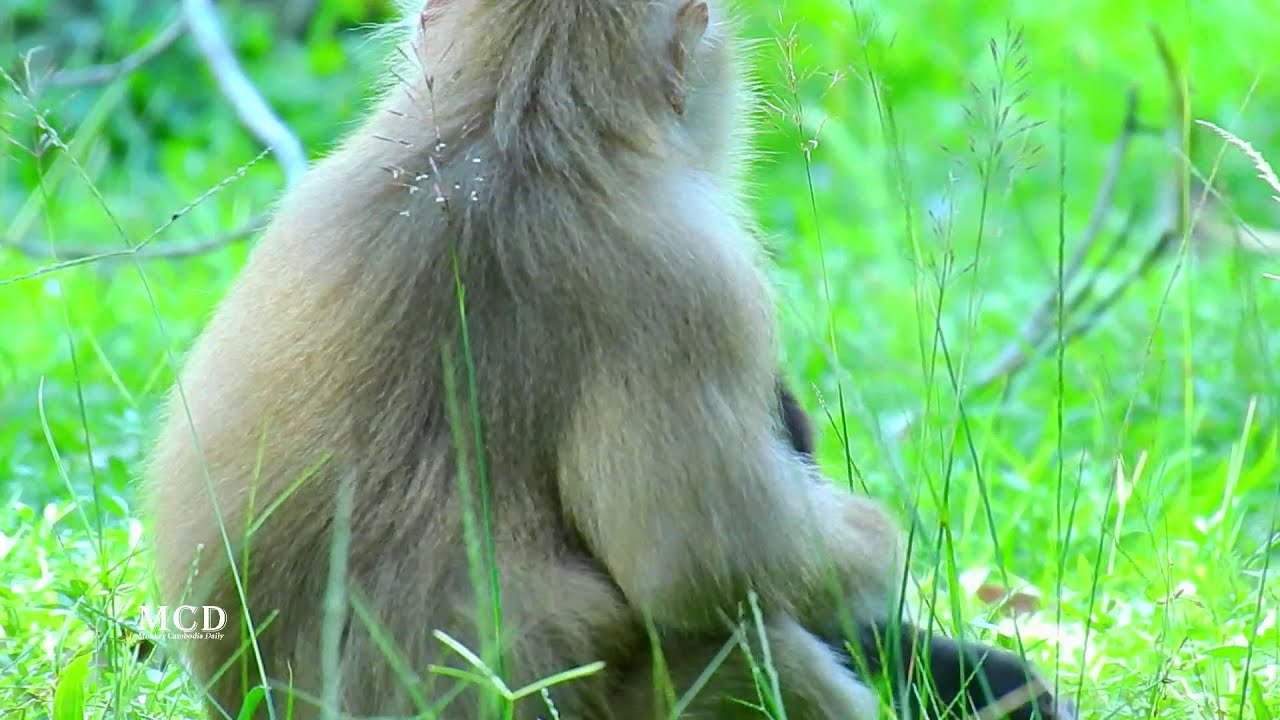 Monkey Rose Spends 4 Minutes Playing and Guiding Baby Rex During Weaning | Monkey Cambodia Daily
