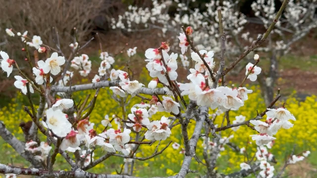 2026/02/27　白梅と菜の花が創り出すとても素敵な風景　〜愛媛県内子町〜