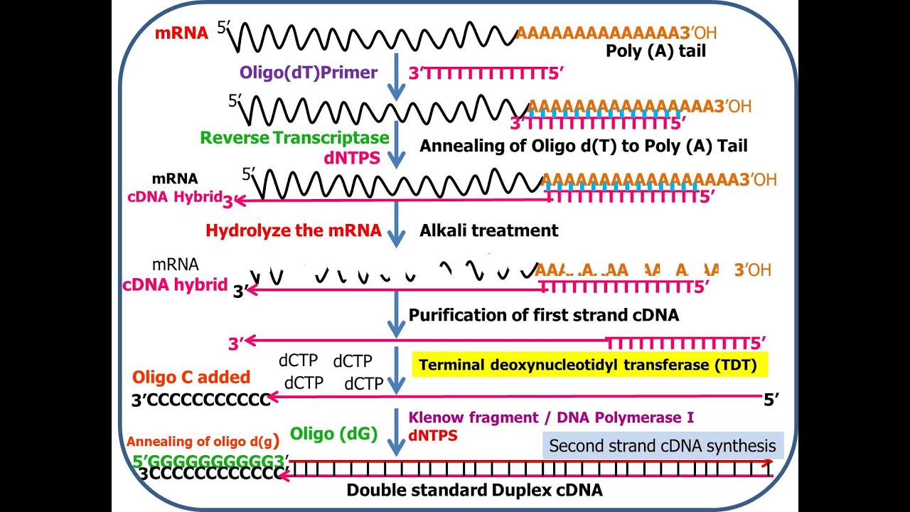 cDNA Synthesis from RNA
