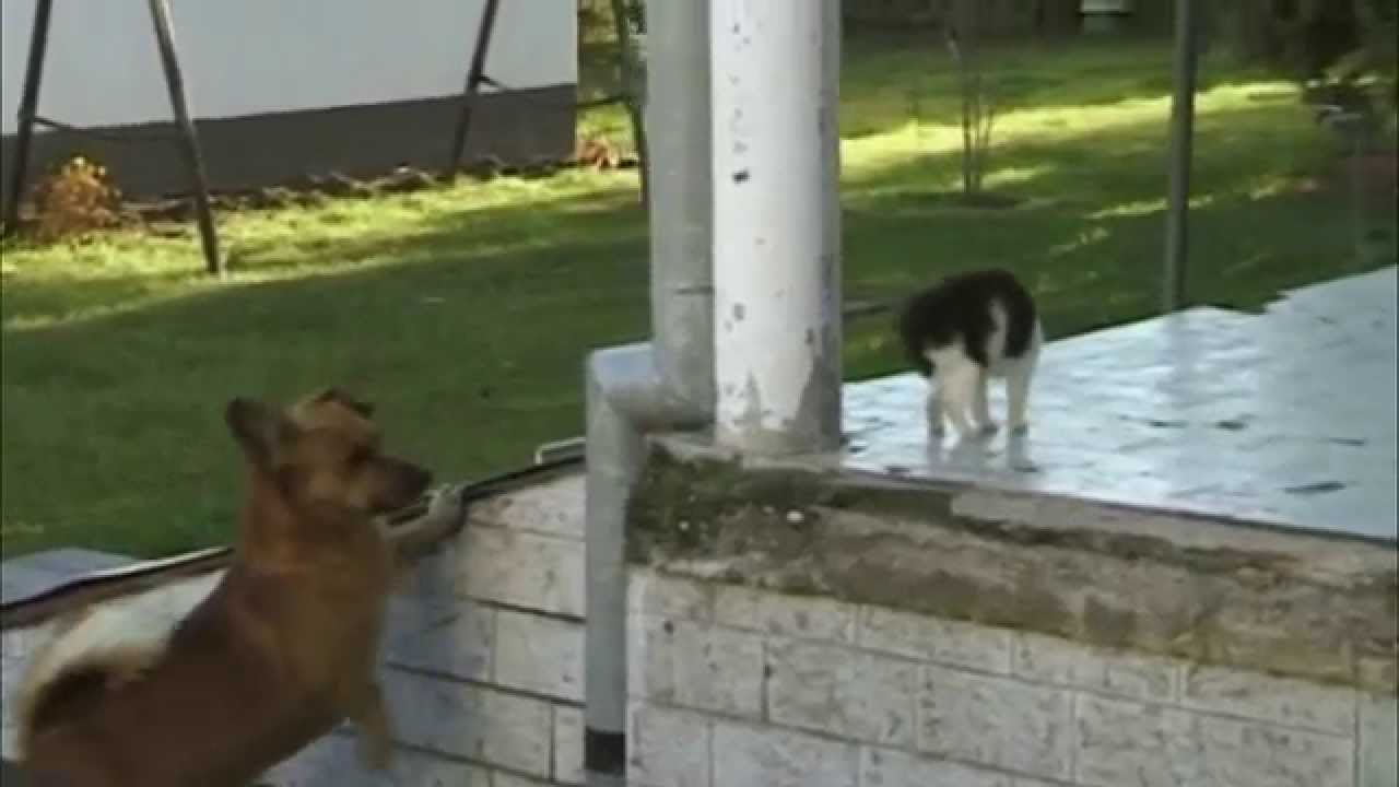 Dog & Cat - the ultimate epic super funny fight!