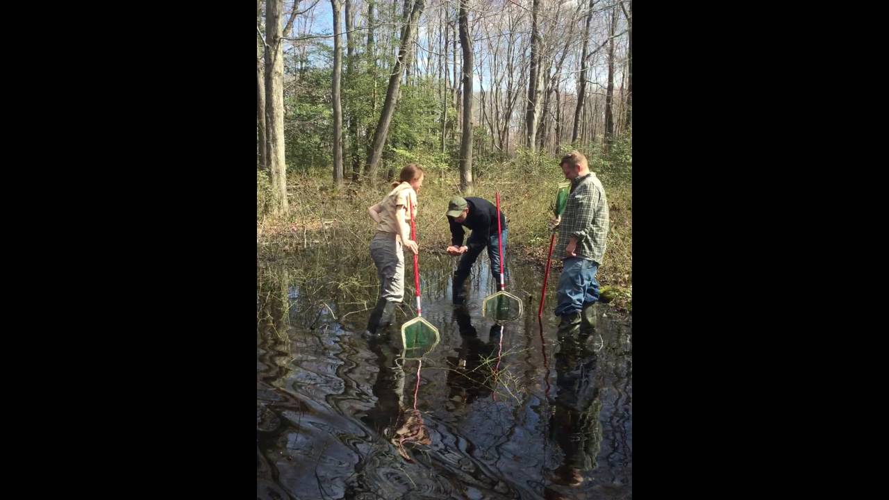 Animal Encounters at Marshy Point: Spotted Turtle and Tadpoles