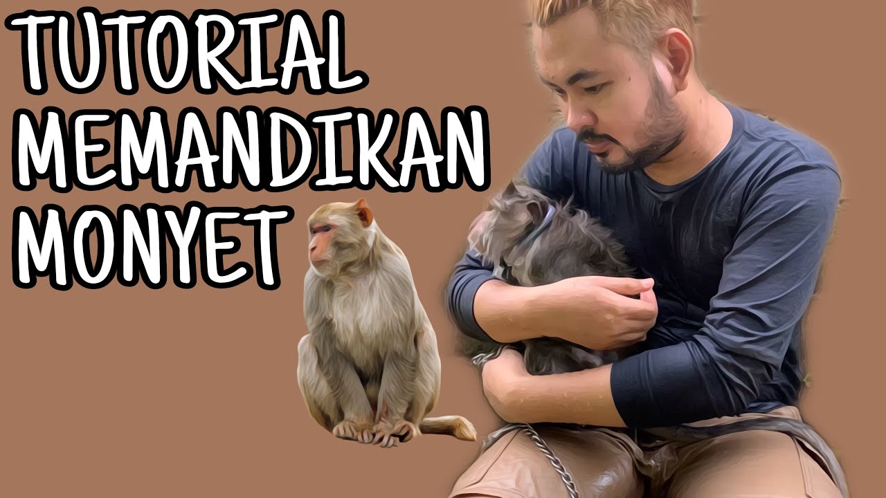 ОБУЧЕНИЕ КУПАНИЕ ОБЕЗЬЯНЫ #monpai #monkey #longtailmonkey #monkey #beruk #animals #primata