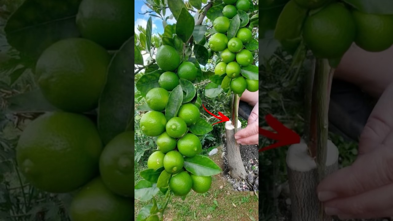 Como injertar lim&oacute;n o cualquier fruto muy f&aacute;cil #plantas #siembra #cosecha #tips
