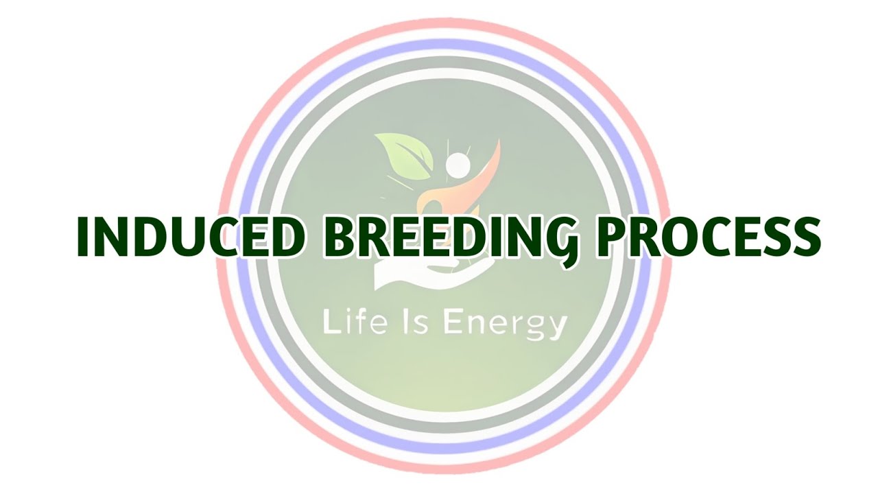 Induced Breeding Process of Fish | Step-by-Step Scientific Method | Hatchery Training Video.