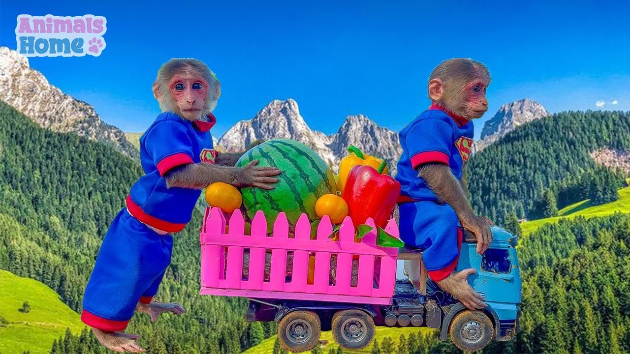 Smart monkey BiBi takes care of ducklings on the farm