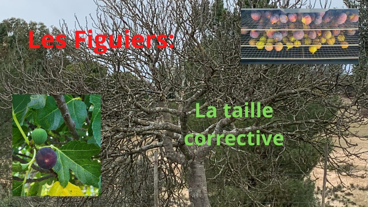 Figuiers #:1 la taille corrective