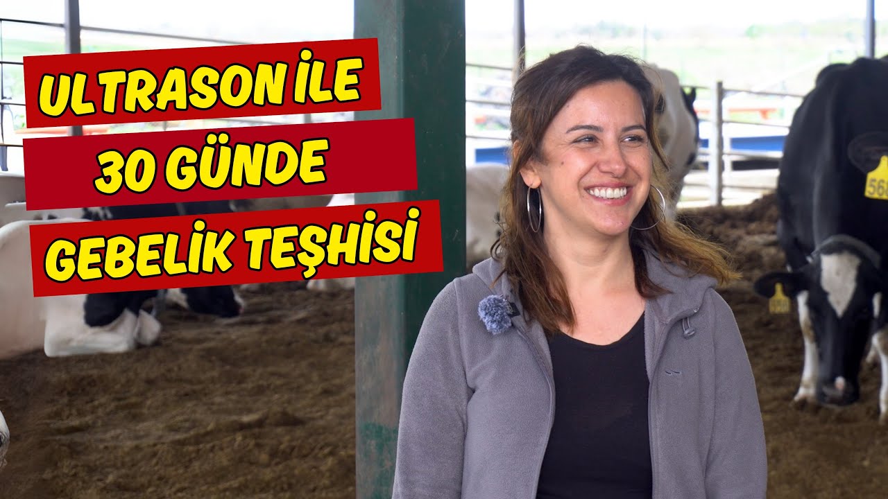 30 Günde Gebelik Teşhisi - ineklerde Ultrason ile Gebelik Muayenesi