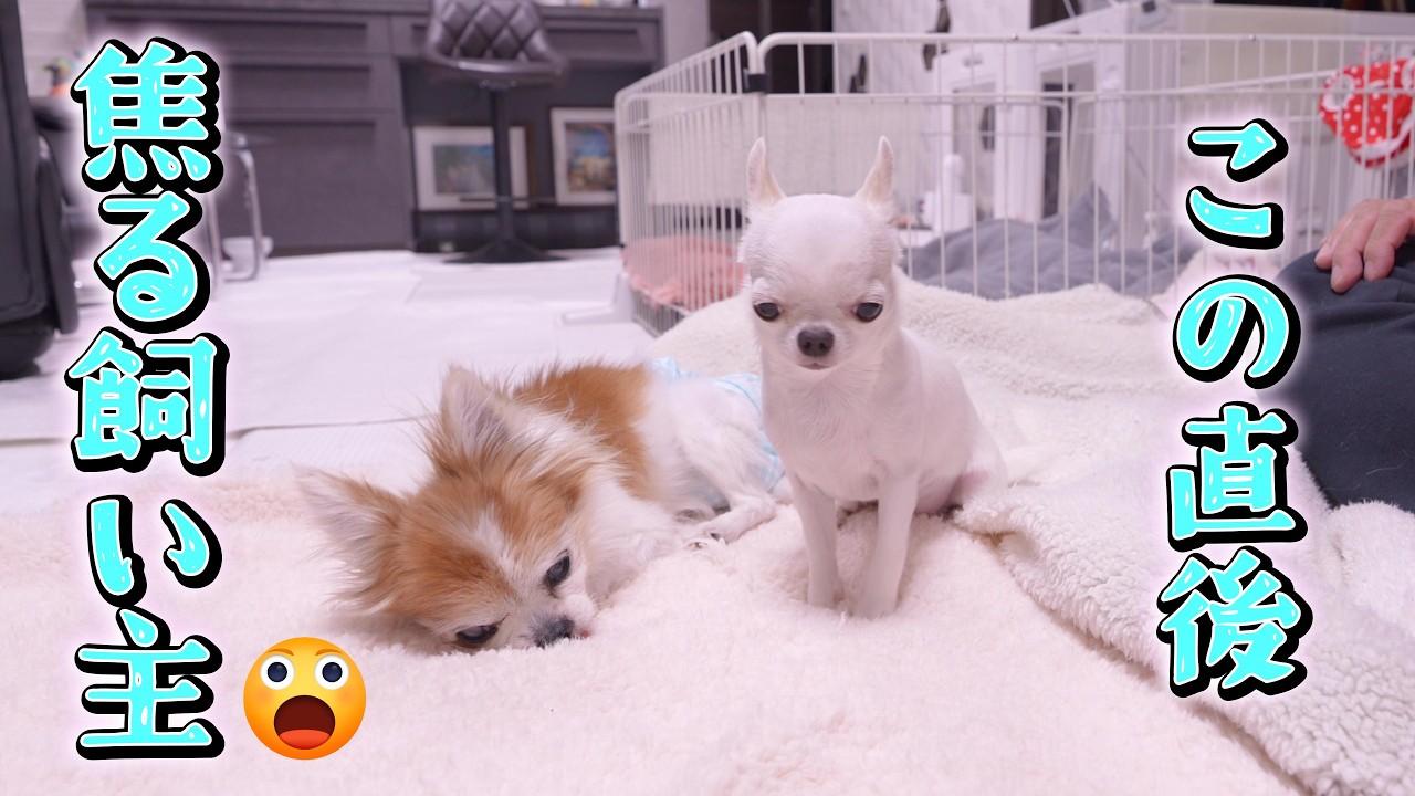 17歳お婆ちゃんチワワへの愛情表現から一変！突然まさかの行動に焦る飼い主💦