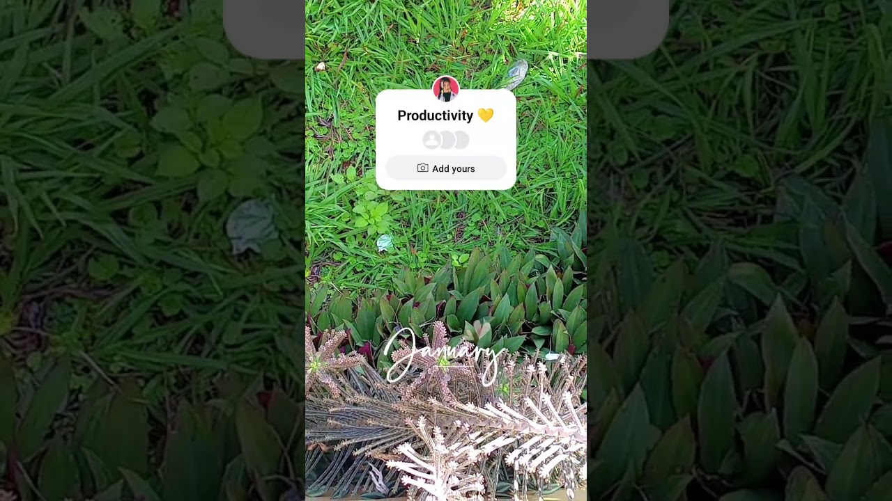 Tradescantia pallida, Purple Plant