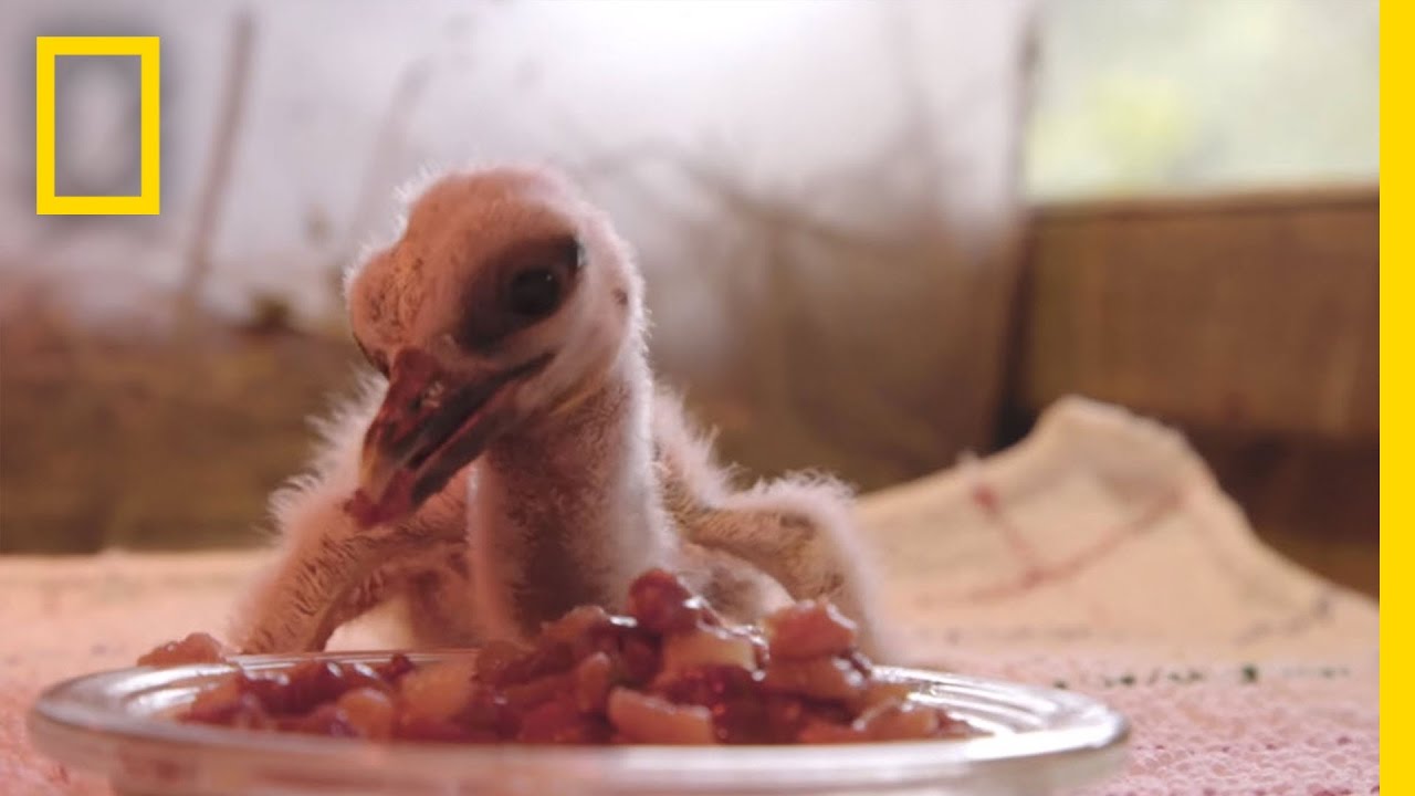Storks and Their Babies Make a Comeback in France | National Geographic
