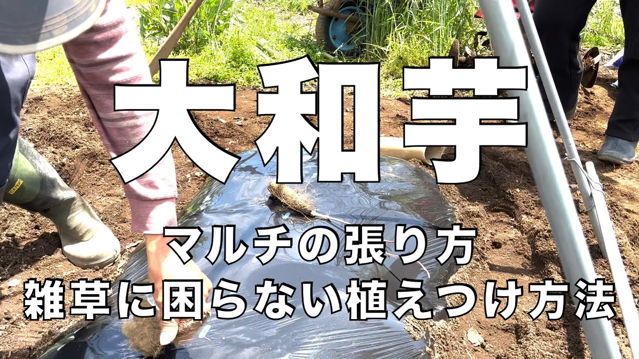 【大和芋】マルチの張り方/雑草に困らない植えつけ方法