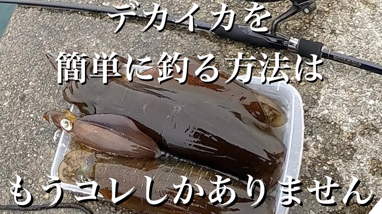 【エギング】デカイカを簡単に釣る方法があります