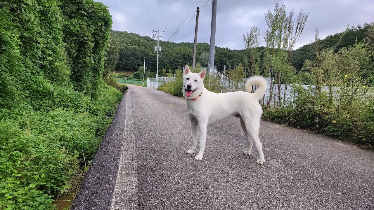 두부(진도개)의 370일차 아침산책 