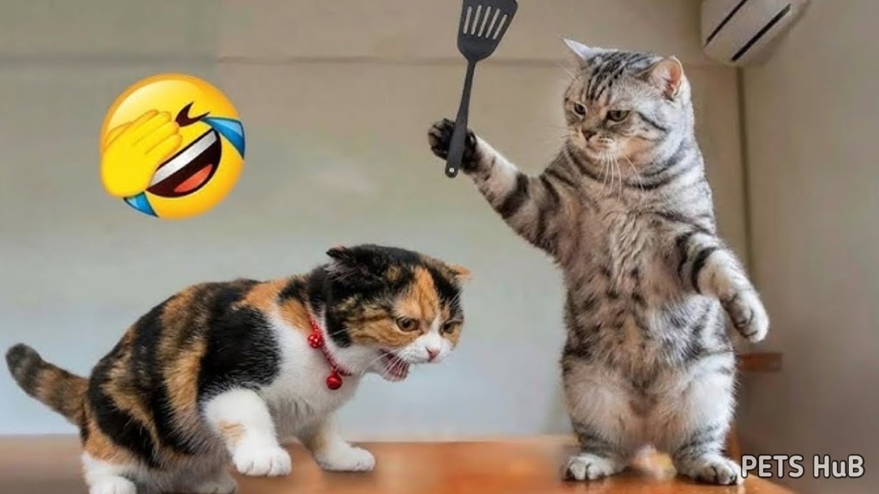 Try Not To Laugh 😂 Funniest Cats and Dogs 2026 🤣 Funny Animal Videos 😅 Ep-01