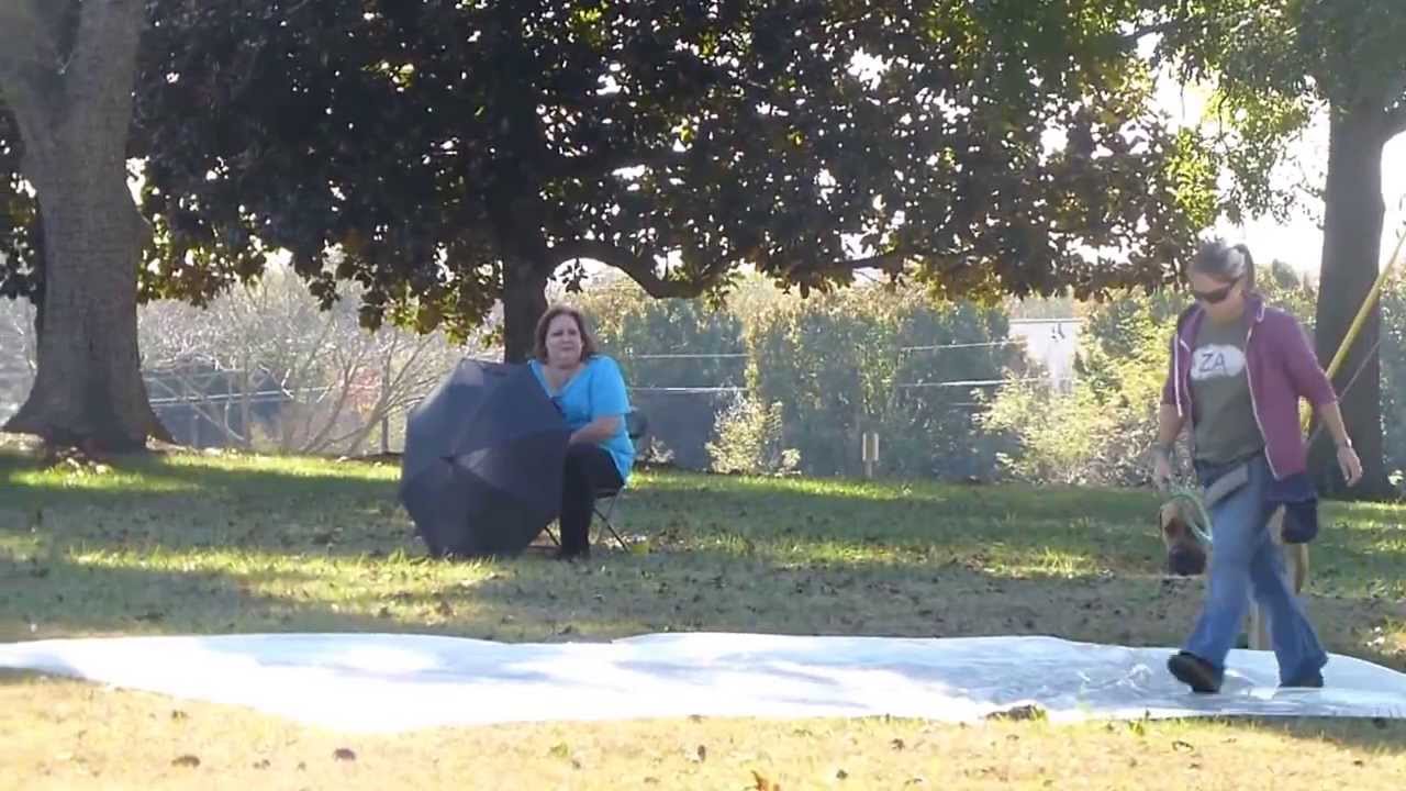 Boerboel passing her ATTS test (Temperament Test)