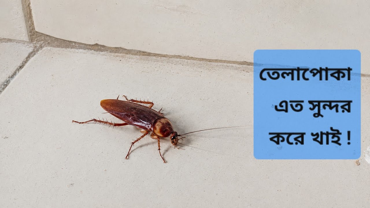 তেলাপোকা এত সুন্দর করে খাই ! | Cockroaches eat with surprising beauty —never seen anything like it. 