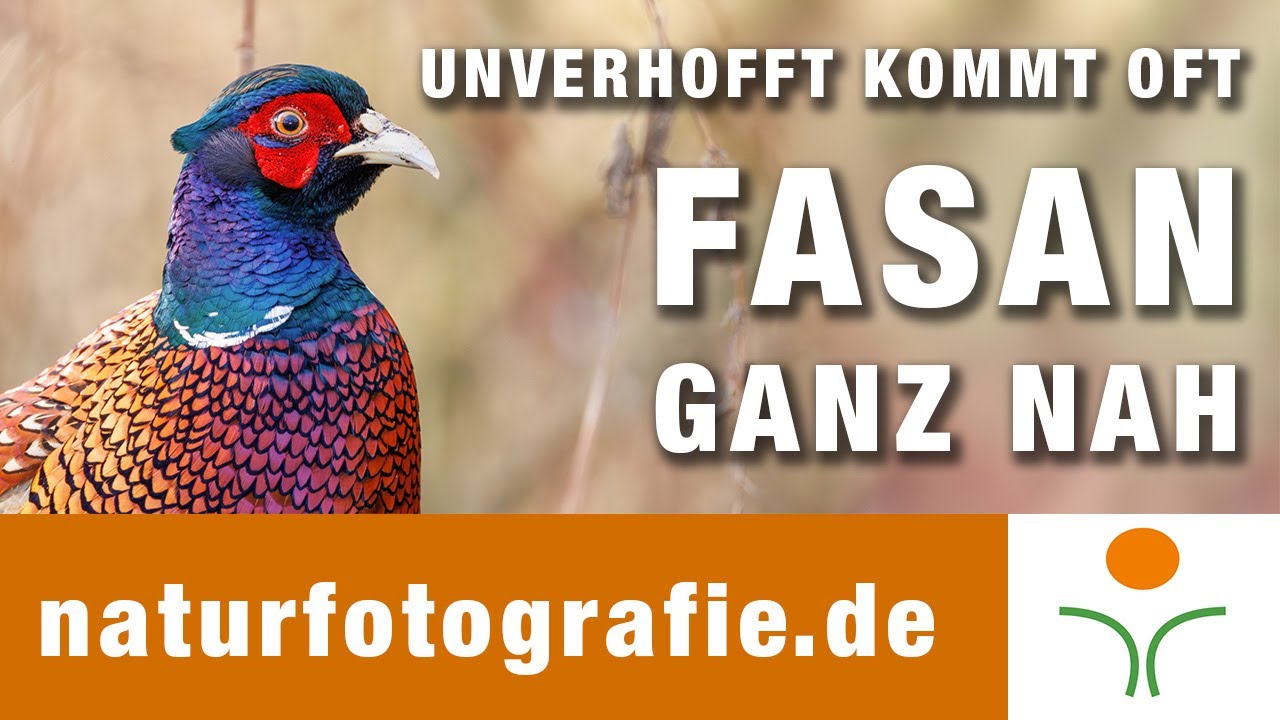 Fasan ganz nah - Naturfotografie.de