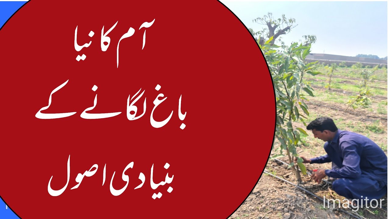 Basic Rules for New Mango Plantation on STS | Expert Guide | Asif Hayat Tipu
