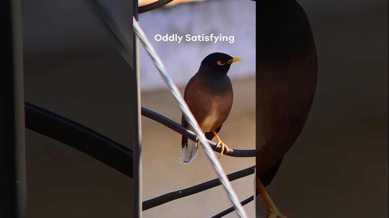 birds satisfying videos to watch before sleep 
