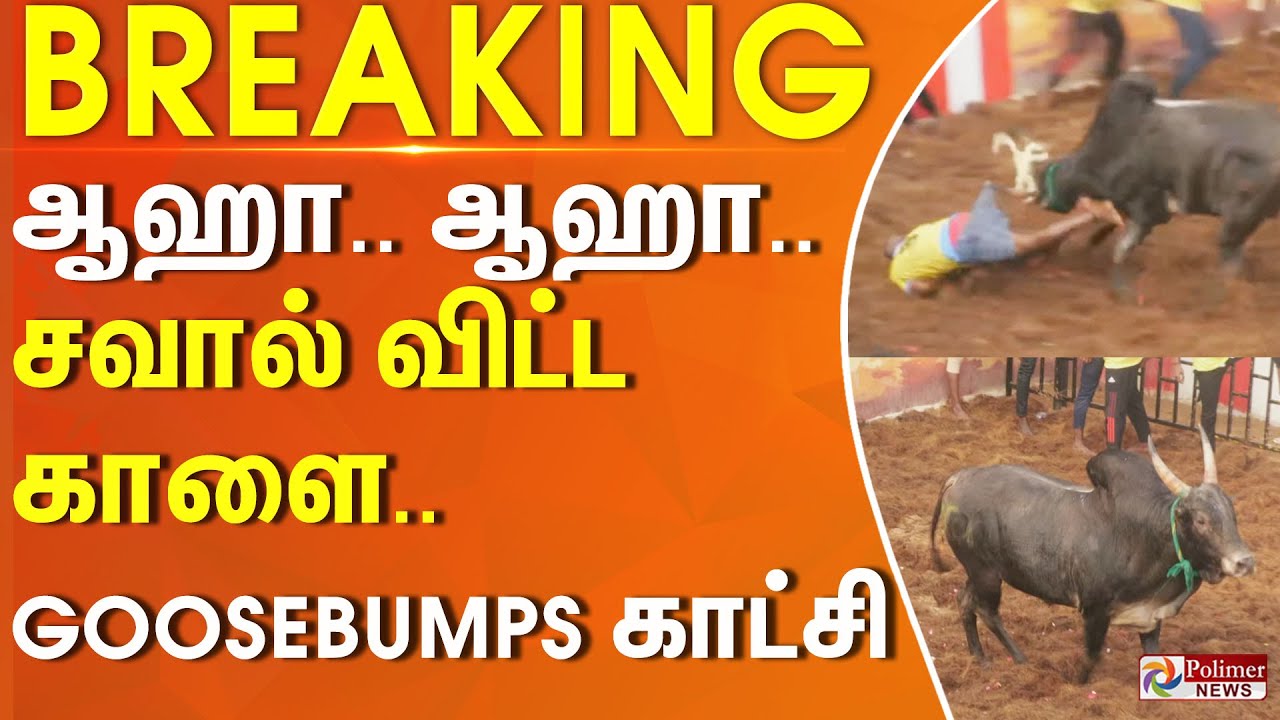 ஆஹா.. ஆஹா.. வா.. வா.. வந்து மோது.. சவால் விட்ட காளை.. Goosebumps காட்சிகள்..