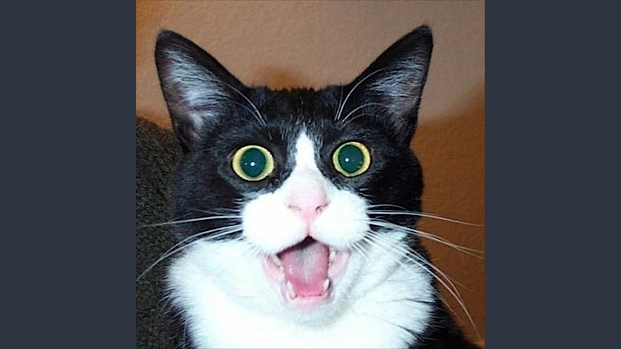 Strange Cat