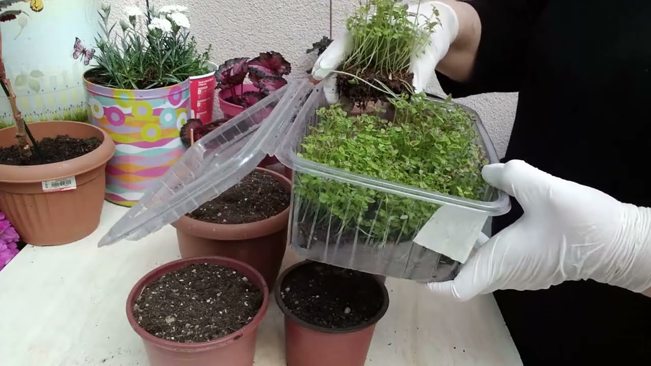 TOHUMDAN ÇİMLEME İLE ÜRETTİĞİMİZ YAPRAK GÜZELİ FİDELERİNİN EKİMİ NASIL YAPILIR ?