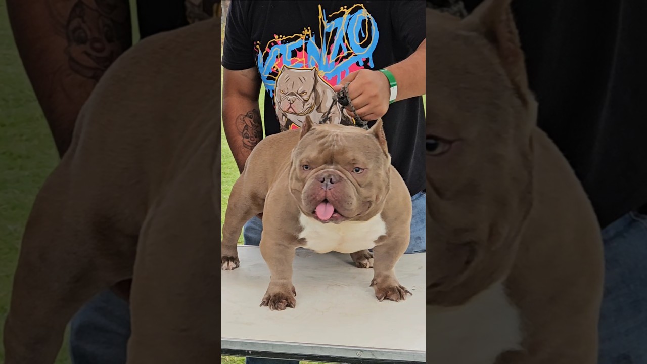 🤯#KENZO #puppy #bullybreed #perros #pets #viralshorts #animales #americanbully #doglife #dog #bulls
