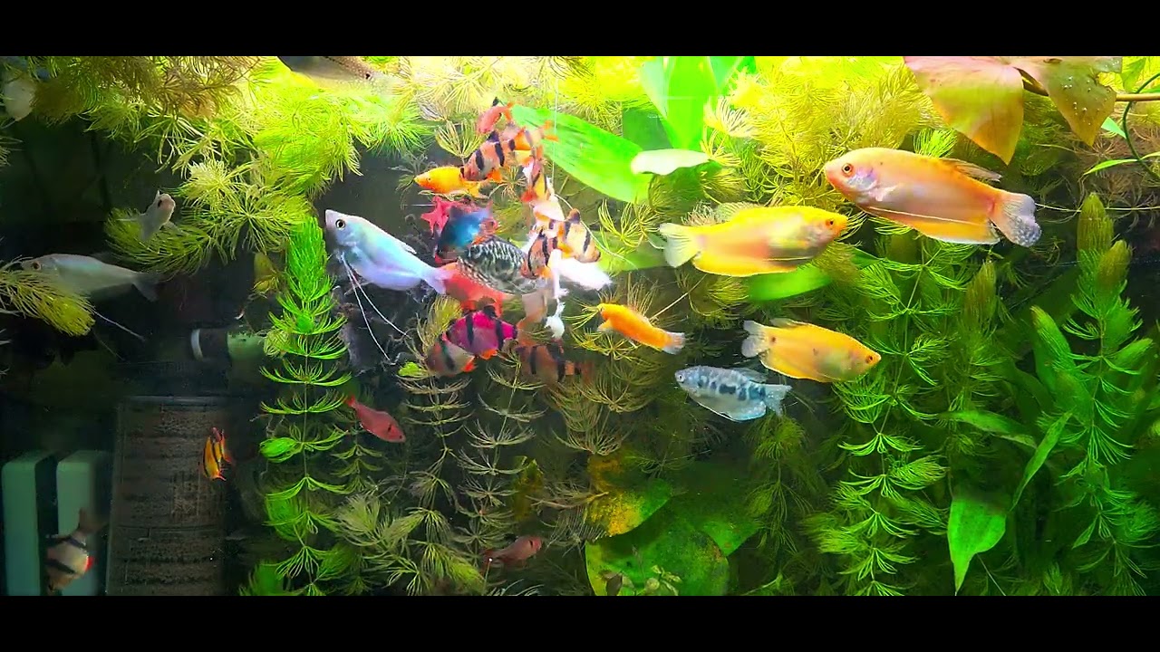150-gallon community aquarium 