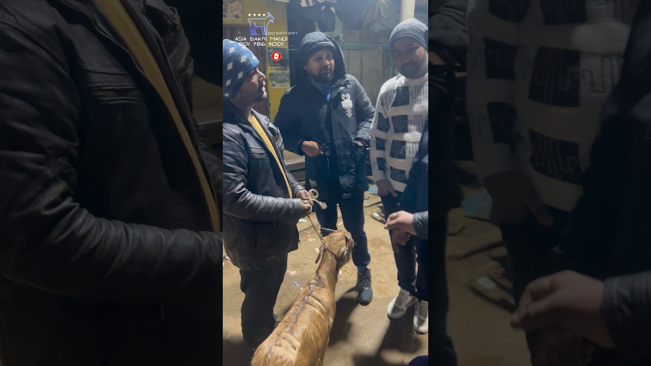 Продажа коз в Калькутте @AsiaBakriMandi 