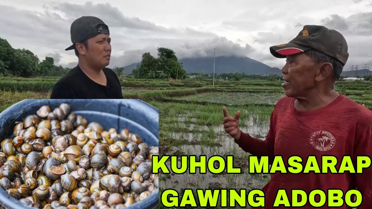 Pangunguha ng kuhol sa palayan masarap gawing adobo Na miss ko Aking lolo😭😭