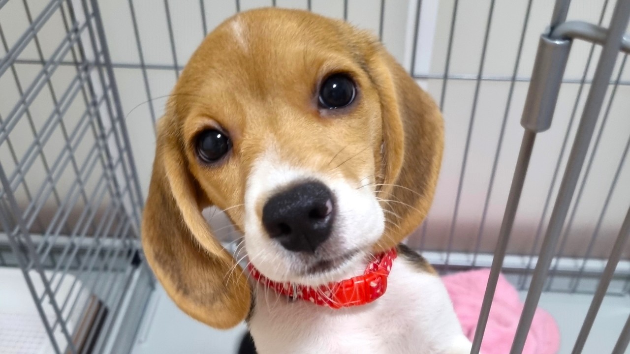 【お迎え初日】可愛すぎるビーグルの子犬を姉妹でお迎えしました！