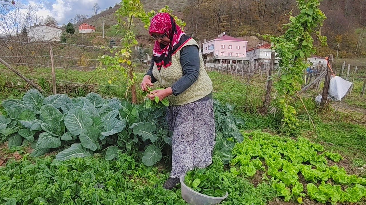 🥬☀️ Bah&ccedil;eden Ispanak & Marul Topladık! K&ouml;yde Doğal Yaşam | Karadeniz Vlogu