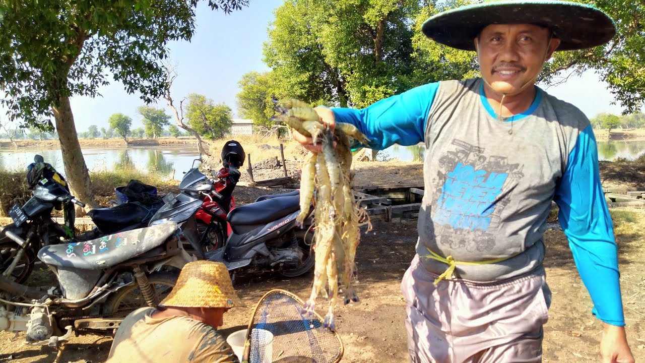 インドネシアでエビが育ち日本に届くまで