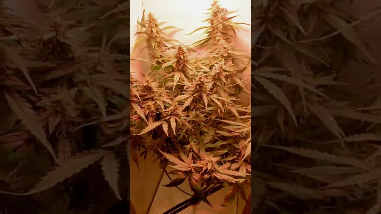 Grobo Journey Update . #grobo App down #Bluedream