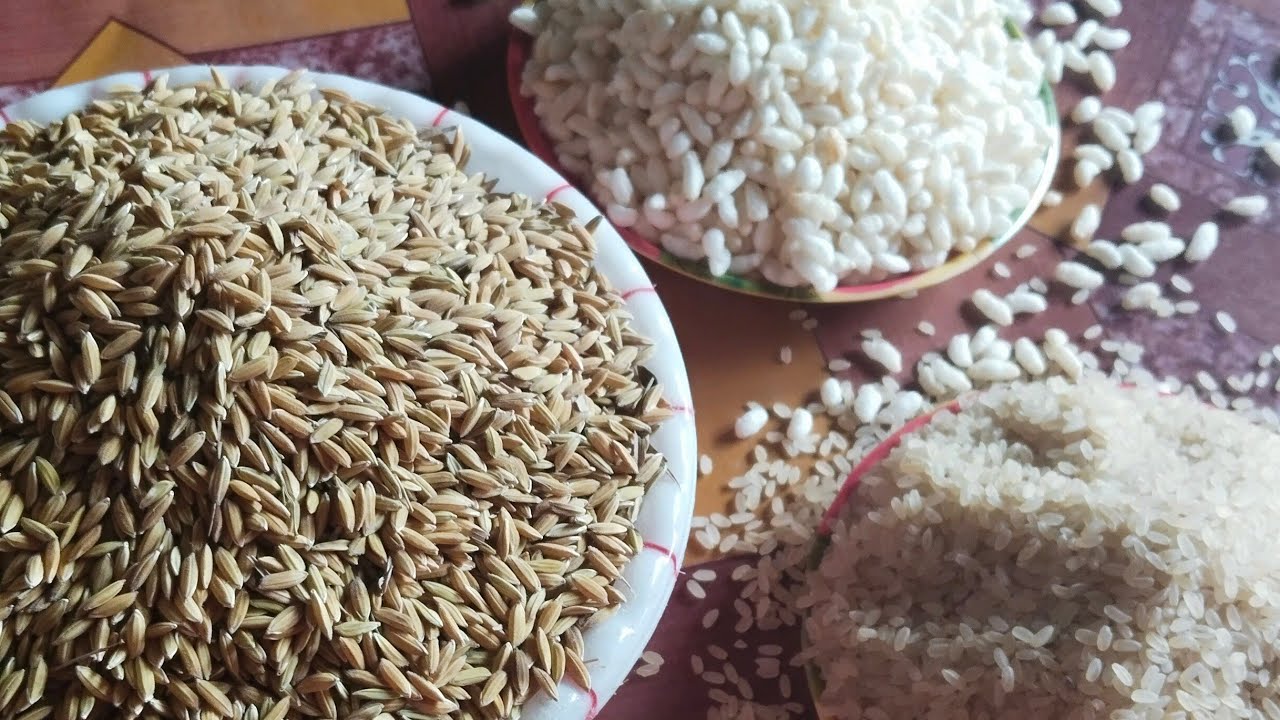 খুব সহজ ভাবেই ধান থেকে মুড়ির চাল বানানোর পদ্ধতি। আমরা যে ভাবে মুড়ির চাল বানাই।