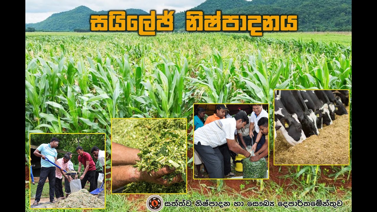 silage making