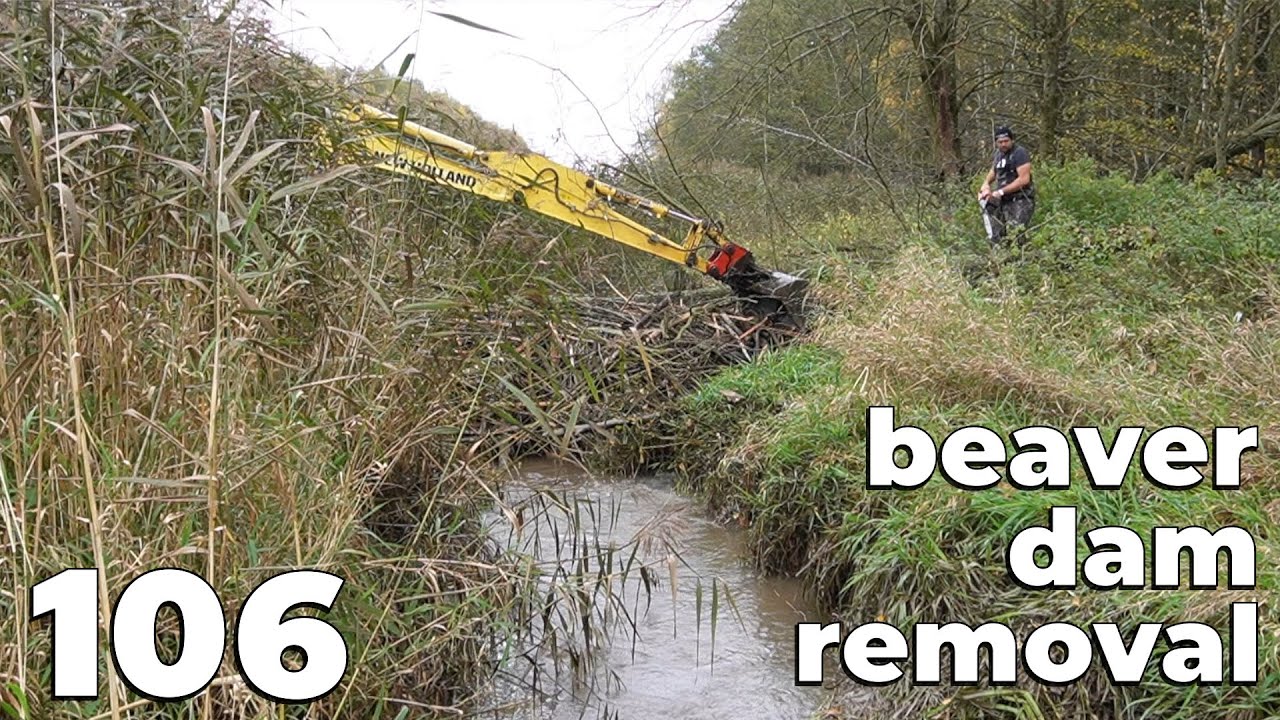 Beaver Dam Removal With Excavator No.106 - And Cutting Down A Fallen Tree