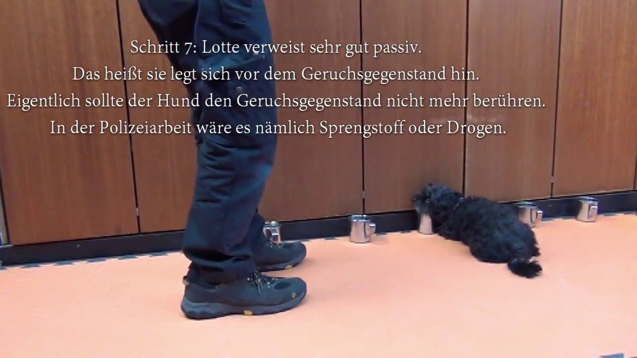Wolfgang Steffens, Geruchsunterscheidung mit Lotte