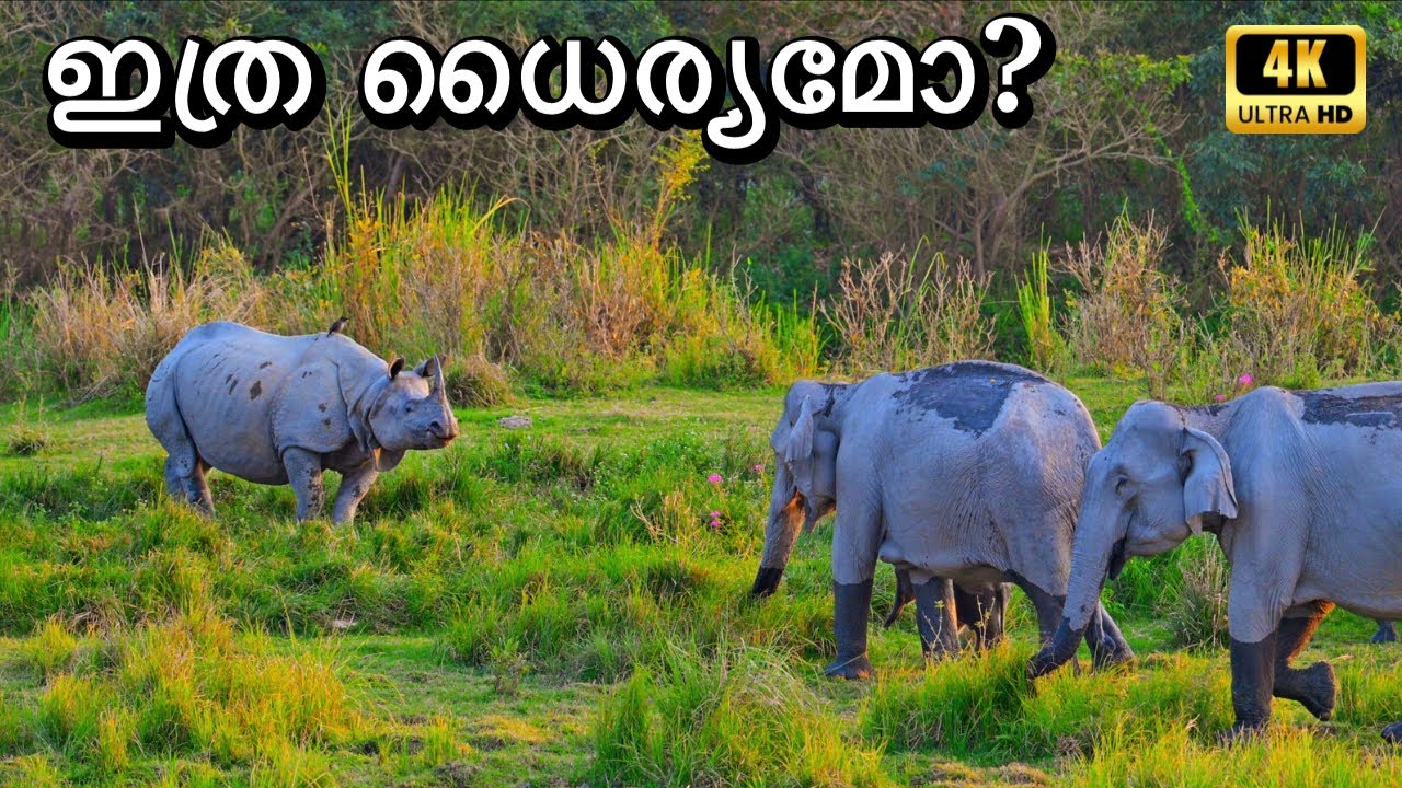 Elephant vs Rhino | Kaziranga National Park Safari | EP2
