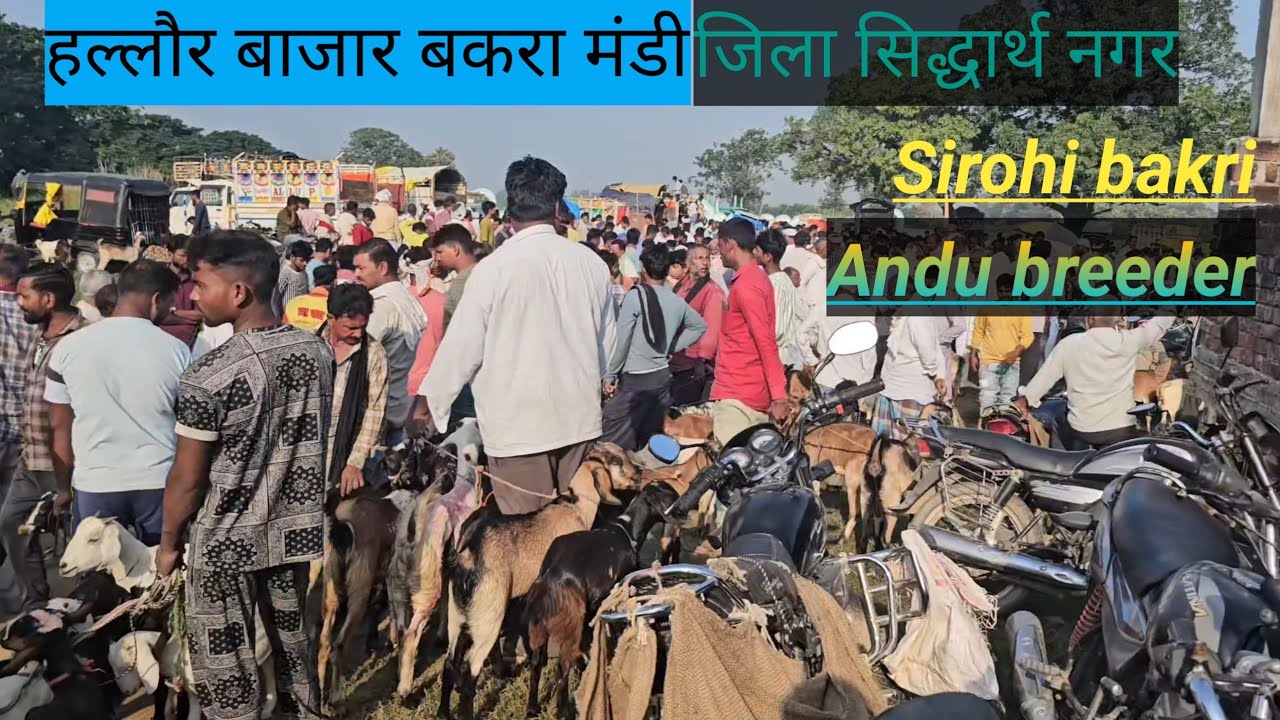हल्लौर बाजार बकरा मंडी ज़िला सिद्धार्थ नगरHallaur Bazar Bakra Mandi Zila Sidharth Nagar aaj ka bajar