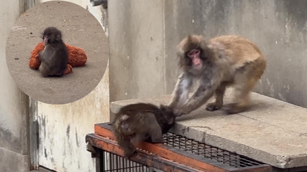番外編 ママに助けを求めるパンチくん【番外編】【市川市動植物園】
